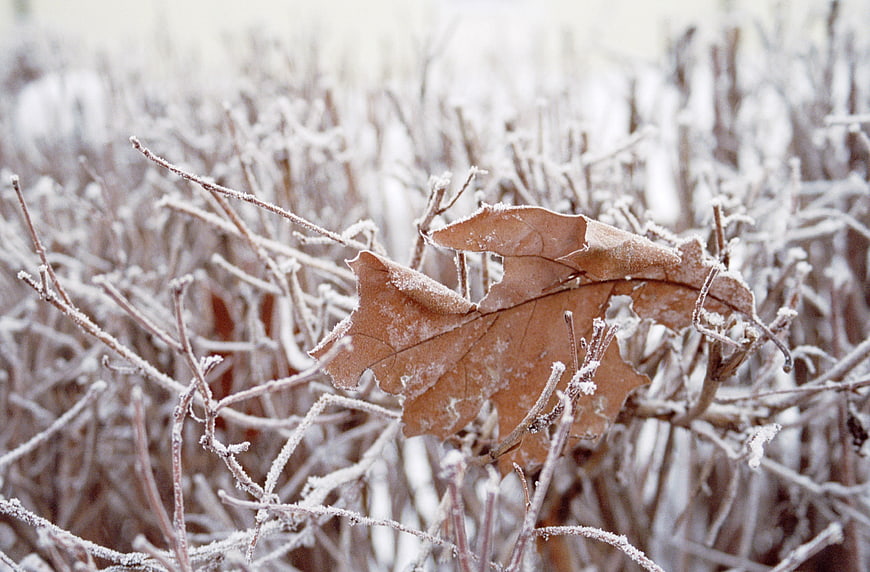 Frosty Oak Leaf on Frozen Branches in Winter