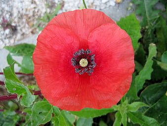 Close-up of a vibrant red poppy flower in a garden