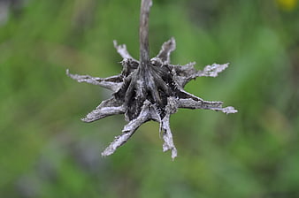 Close-up of dried withered flower head on green background