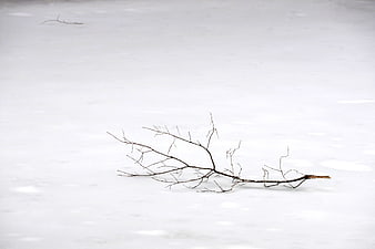 Lonely bare tree branch lying on white snow