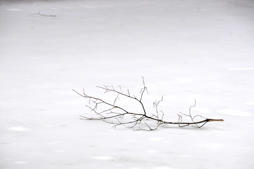 Lonely bare tree branch lying on white snow