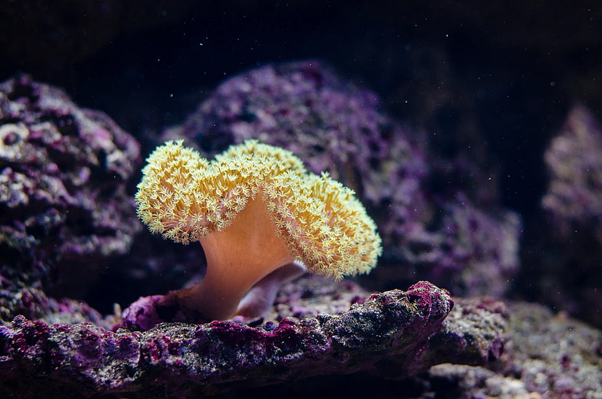 Close-up of Yellow Coral on Purple Reef