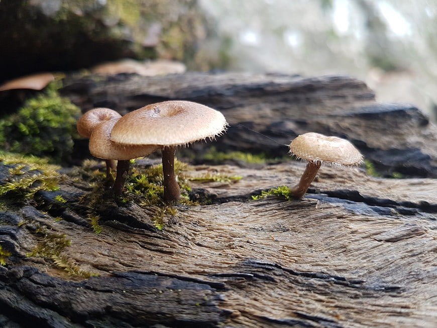 Small brown mushrooms growing on mossy log in forest