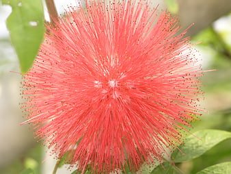 Close-up of vibrant red silk tree flower bloom