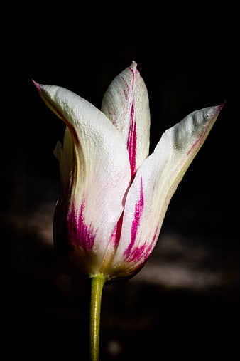 White and Pink Tulip Close-Up on Dark Background