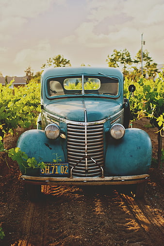 Vintage Blue Truck in Vineyard at Sunset