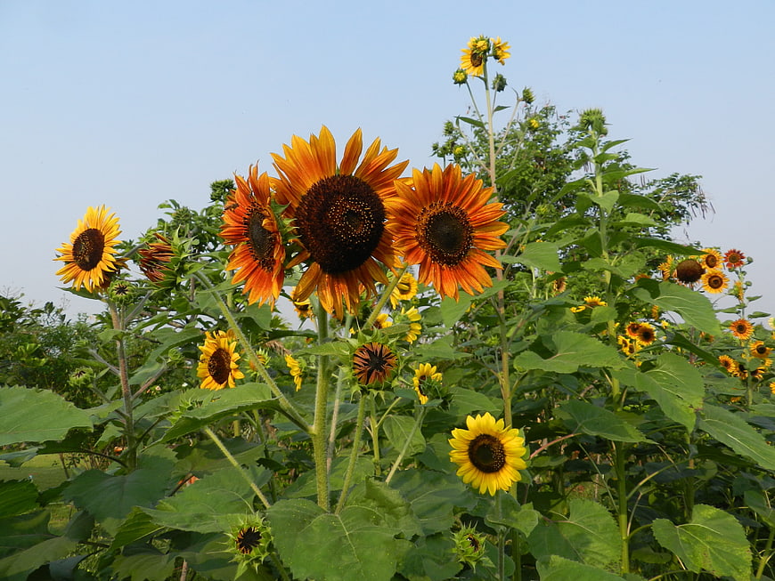 Vibrant Sunflowers Blooming in a Lush Green Garden