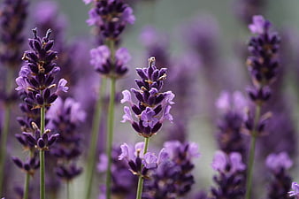 Close-up of purple lavender flowers in a field