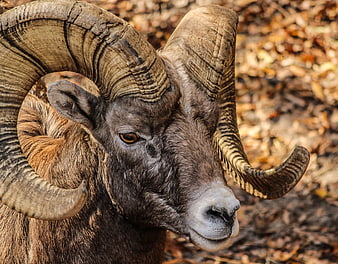 Close-up portrait of a bighorn sheep ram with large curved horns