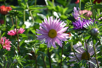 Pink Aster Flower in Sunlit Garden with Green Foliage