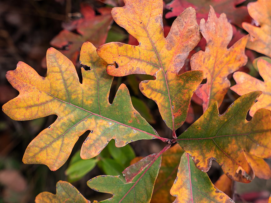 Close-up of vibrant autumn oak leaves with yellow and orange hues
