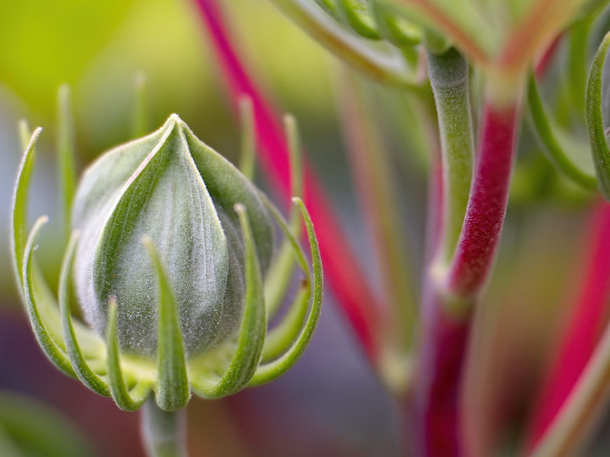 Close-up of a fuzzy green flower bud with pink stems
