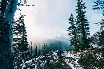 Snowy Mountain Forest Trail with Misty Peaks