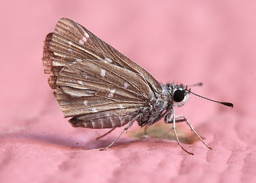 Close-up of a brown skipper butterfly on a pink surface
