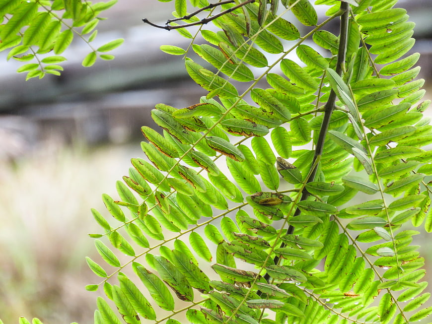 Close-up of green fern leaves with brown spots