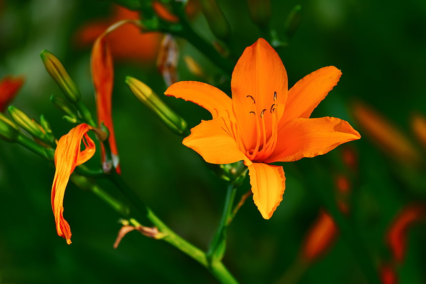 Vibrant Orange Daylily Flower in Full Bloom