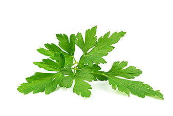 Fresh Parsley Leaves Isolated on White Background
