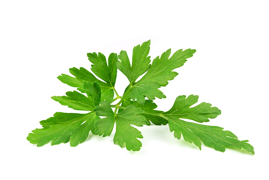 Fresh Parsley Leaves Isolated on White Background