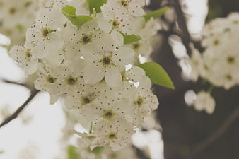 Close-up of white spring blossoms on a tree branch
