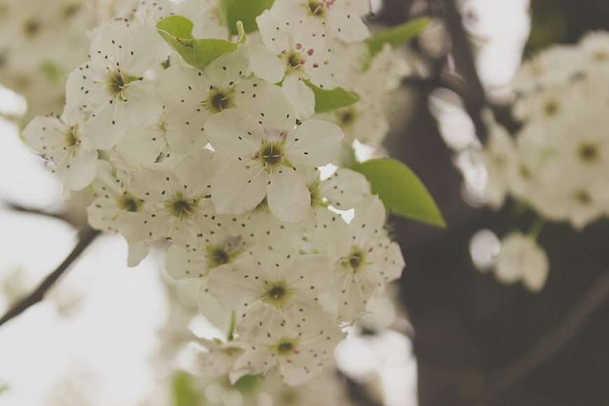 Close-up of white spring blossoms on a tree branch