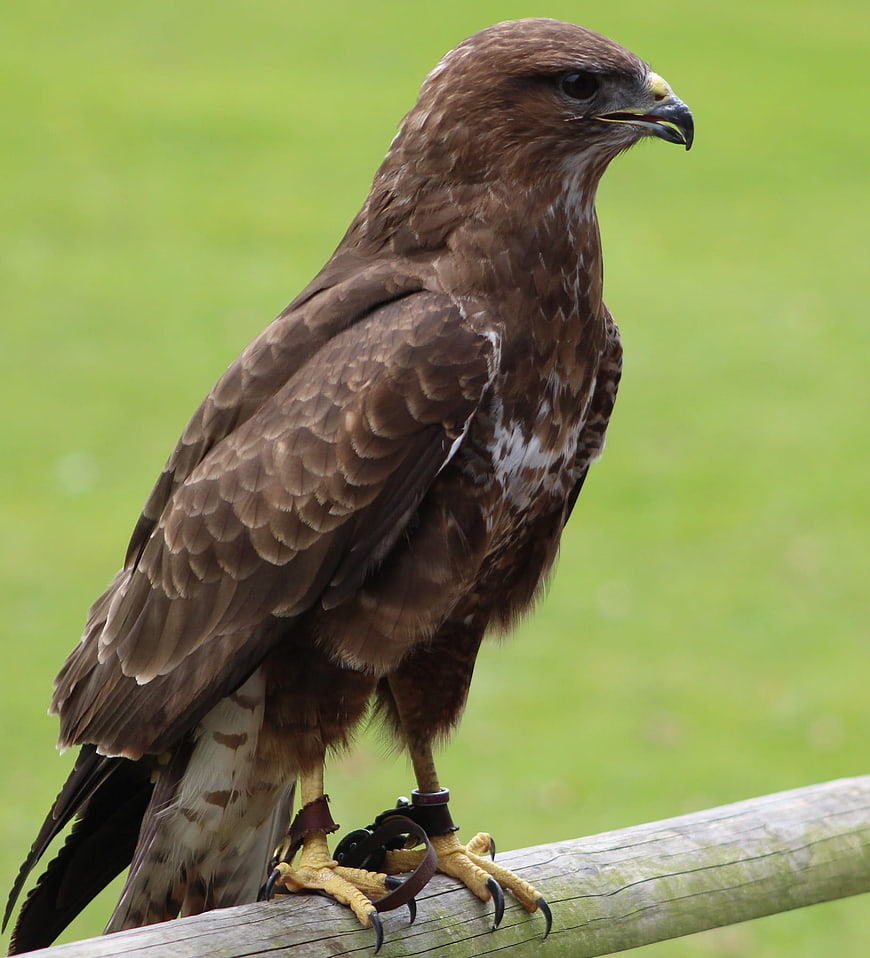 Brown Harris Hawk Perched on Wooden Fence Post