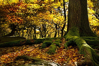 Mossy Beech Tree Roots in Golden Autumn Forest