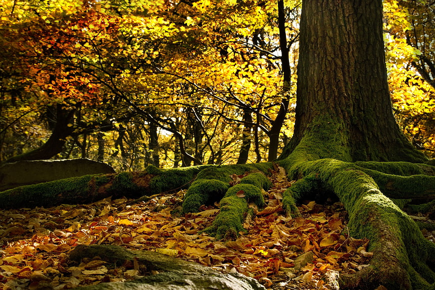 Mossy Beech Tree Roots in Golden Autumn Forest