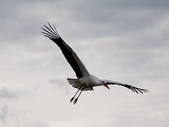 White stork flying against cloudy sky