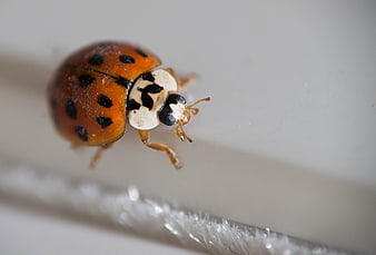 Macro close-up of a ladybug on a white surface