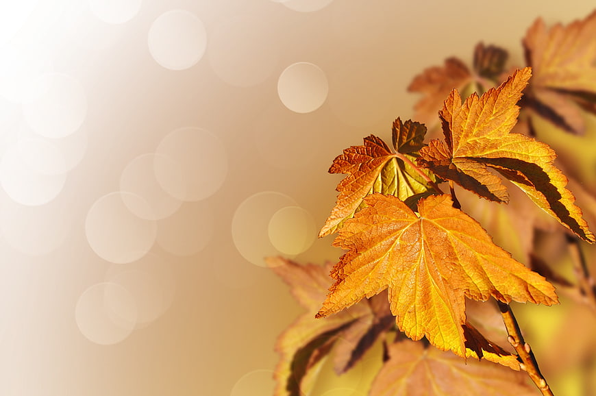 Golden Autumn Maple Leaves with Bokeh Background