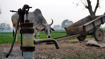 Rusty Hand Pump in Rural Farm Field with Bull