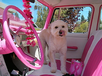 White dog standing in pink retro car interior with steering wheel