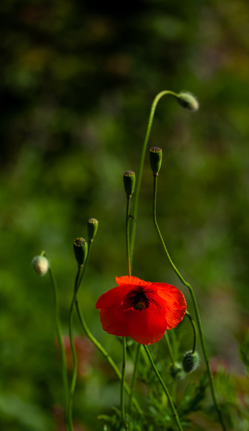 Red Poppy Flower with Green Buds on Blurred Background