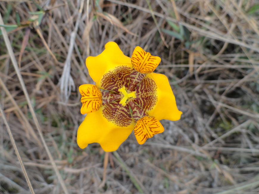 Yellow Calochortus Flower with Brown Spots in Dry Grass