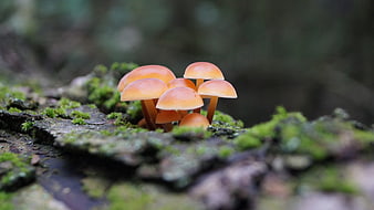 Cluster of small orange mushrooms on mossy forest log