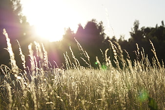 Sunlit Wild Grass Field with Golden Hour Lens Flare