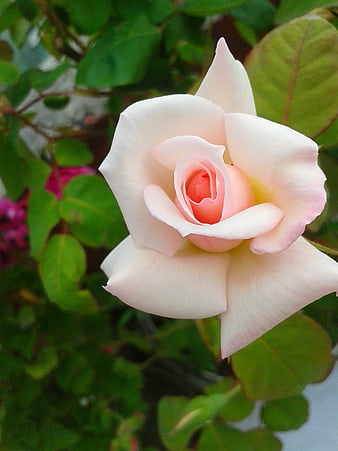 Close-up of a delicate pale pink rose in bloom