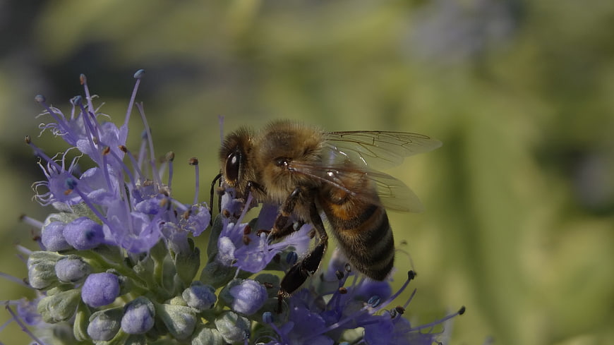 Close-up of Honey Bee Pollinating Purple Flower