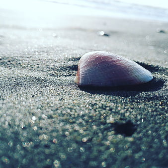 Close-up of a seashell on wet sand at the beach
