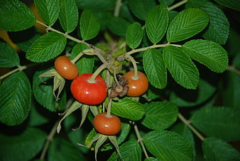 Close-up of ripe red rose hips on green bush