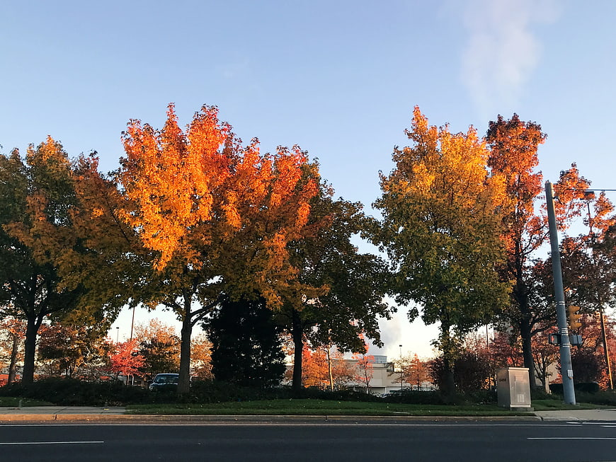 Vibrant Autumn Trees Lining a Suburban Street