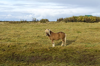 Icelandic Horse Standing in Grassy Field