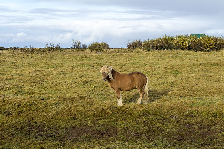 Icelandic Horse Standing in Grassy Field