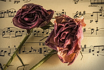 Dried purple roses on vintage sheet music background