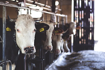 Cows in Barn with Yellow Ear Tags