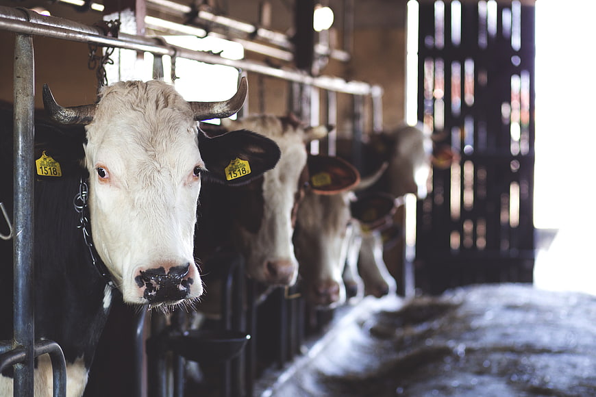 Cows in Barn with Yellow Ear Tags