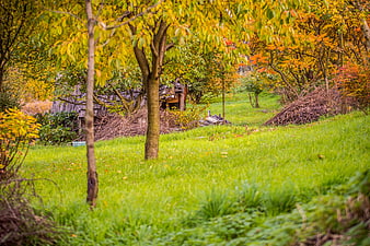 Rustic wooden hut in autumn forest with yellow leaves