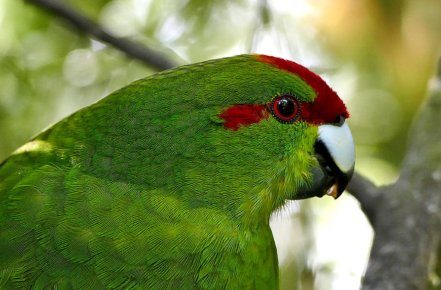 Close-up of a vibrant green parrot with red head feathers