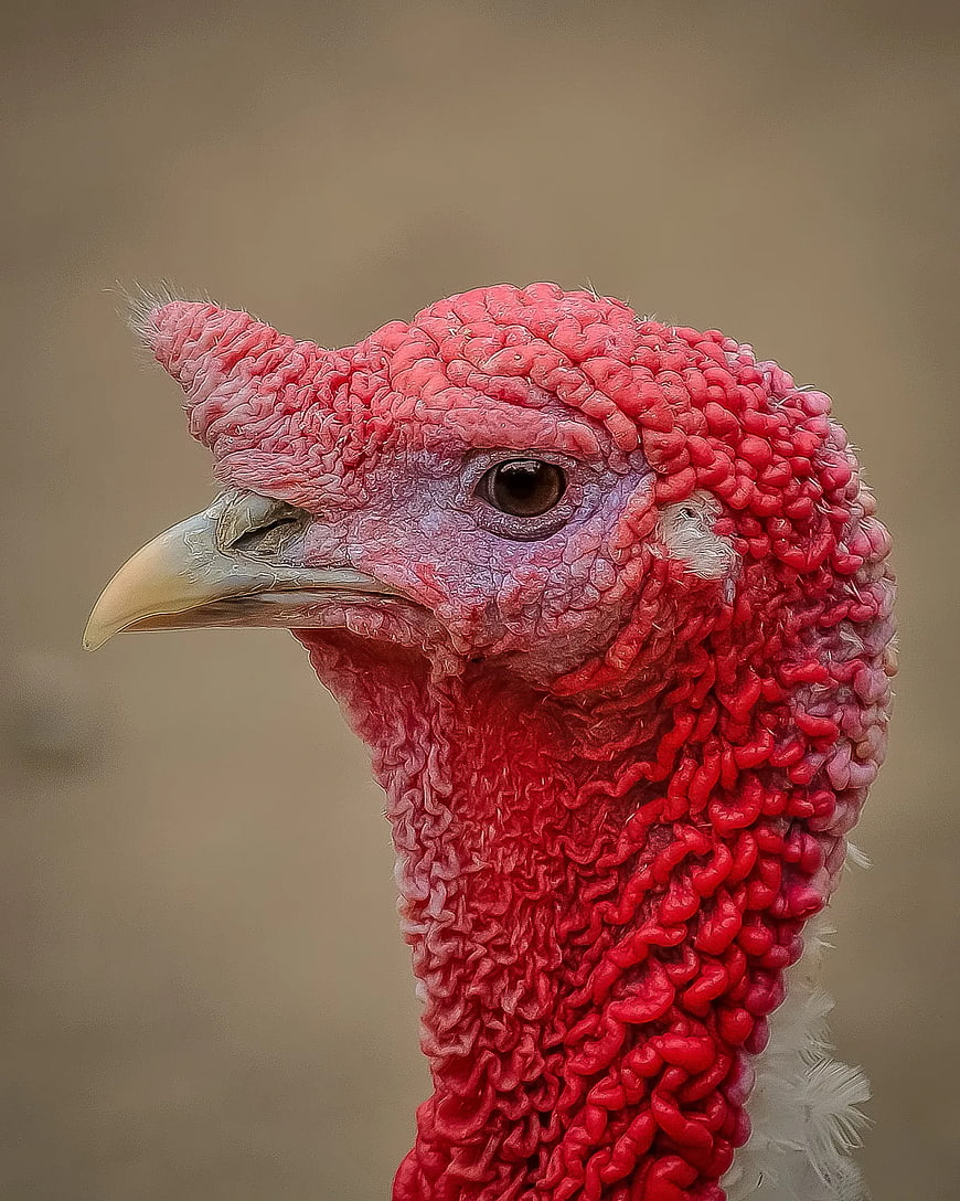Close-up portrait of a turkey head with red wattle