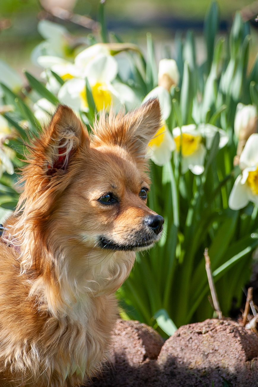 Cute long-haired chihuahua puppy sitting in spring garden with daffodils